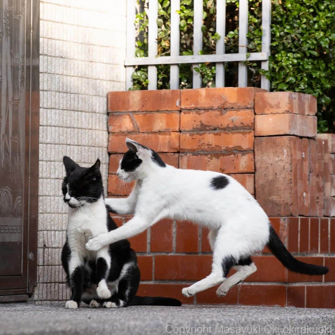 Masayukiのインスタグラム：「かまってほしい。  #cat #ねこ #猫 #東京カメラ部 #nekoclub  #yourshotphotographer  #my_eos_photo」