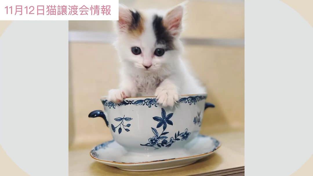川上麻衣子のインスタグラム：「11月12日千駄木2-31-3まいの間での、猫譲渡会情報です！たくさんの出逢いをお待ちしています 【まいネコ🐈】11月12日猫譲渡会情報 https://youtu.be/Du2IqLmJHNc」