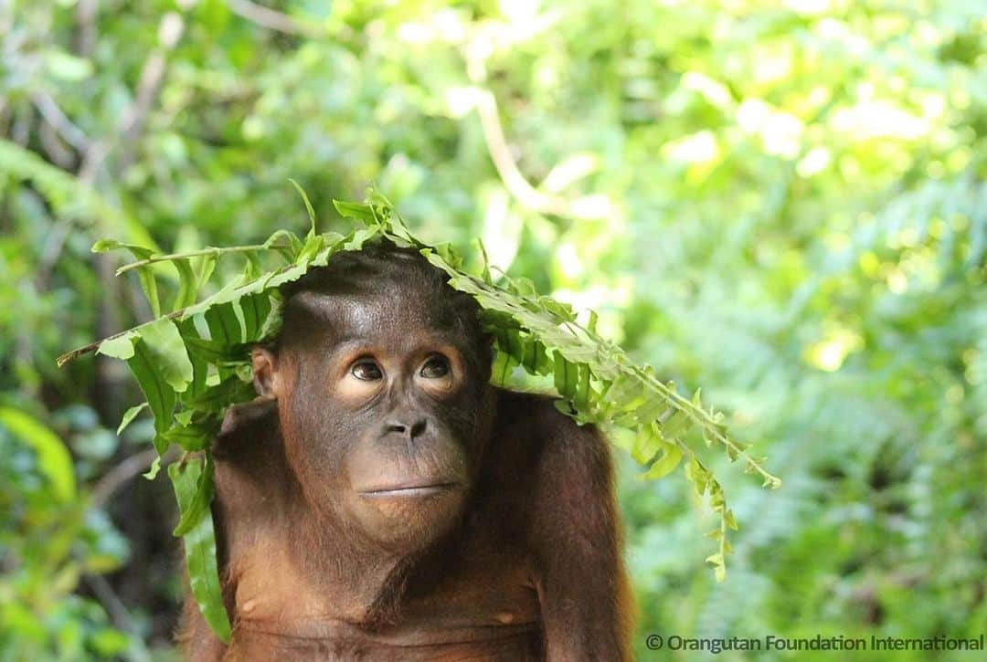OFI Australiaのインスタグラム：「Orangutans are extremely intelligent. They make simple tools to scratch themselves, forage for insects and collect honey. They use leaves as gloves to help them handle spiny fruits and branches and they make hats from leafy branches to shelter themselves from the rain and sun. Quite the fashion statement!  #OrangutanAwarenessWeek #OAW #oaw2023 #orangutanfacts  #orangutanintelligence #saveorangutans #leafhat」