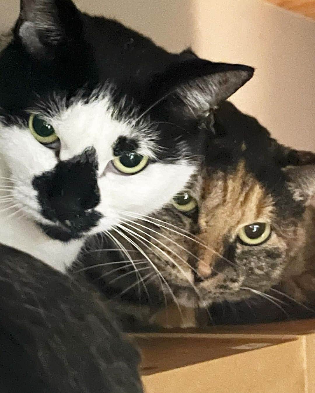 猫沢エミさんのインスタグラム写真 - (猫沢エミInstagram)「みなさん、ただいま♥️🇯🇵  今回の滞在は、べっちこと @tanabemayumi のステキングハウス🏠✨先輩のあんこさんとおはぎさん（じゃなくてわらびさんでした🤣）に三つ指ついてご挨拶しました。  昨夜は、今回の出版に絡んだ担当編集者さんが結集しての懇親会でした。いやーもう、なに食べても思わず目を閉じて、それぞれの素材とふたりっきりになっちゃうね！  朝はパンをテキトーに食べると言ったら、べちこが「納豆ごはんを食べろ❗️」とごはんを炊いてくれた😭  新米のもちもちとした食感。冷凍じゃない納豆。そしてしみじみとした煮物。そりゃ日本人は長生きするわ。発酵食と根菜類をこんなに食べているんだもの。  今朝は目覚めてまずいそいそとコンビニへ。  ……かゆいところに手が届きまくりワンダラーン✨  コンビニに無印良品コーナーとか夢かしら⁉️  日本の凄さは、微に入り細に入り、人間の欲求と生理現象に限りなく応えてくれるところ。なにも我慢しなくていい‼️  こんな素晴らしい国はないはずなのに、なぜ私は日本を離れたの？　ふと、スーパー西友のど真ん中で立ち止まって考えた。  いや、考えてる場合じゃなかった。今日は盗難による日本側のカードや証明書の再発行に駆け回る日。  ナヴィゴをPASMO に取り替えて、いざ🏃‍♂️  #東京下町時間　#猫沢エミのパリ盗難日記」11月9日 13時43分 - necozawaemi