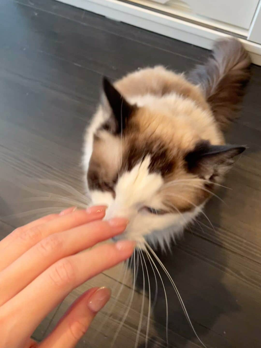 大島由香里のインスタグラム：「手を置くとセルフなでなでするの愛おしい  #猫 #猫のいる暮らし #ねこすたぐらむ #ラグドール #cat #ragdoll」