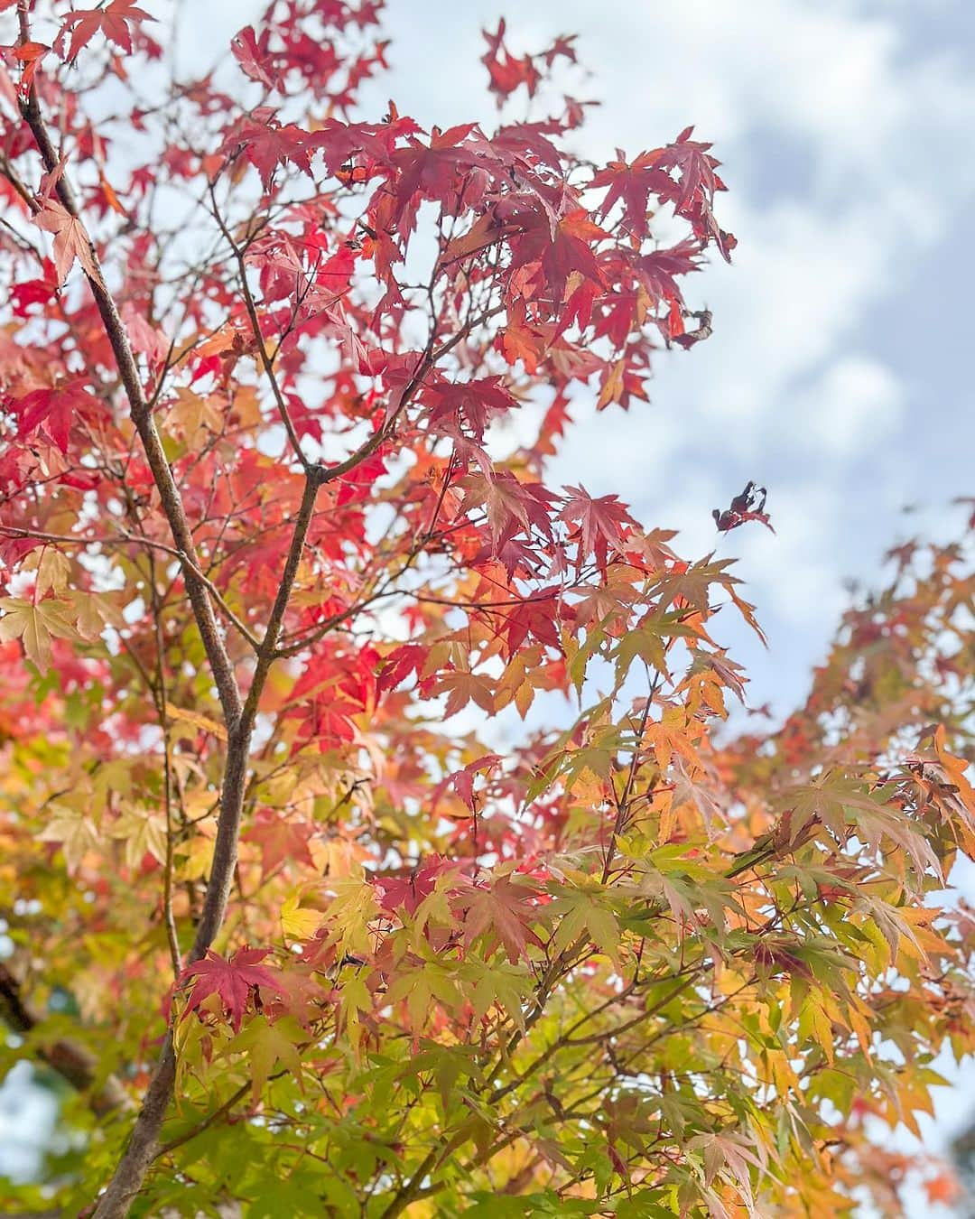 mimisomiのインスタグラム：「紅葉だより 京都府左京区の紅葉速報ですw🍁？  早いとわかりつつ... 公園へ行かずにはいられない🫶🏻✨  穴場すぎたので 京都旅に、また訪れたいな！  ☟☟☟  【予告】 京都ホテル&おでかけスポットを紹介📝 フォローして投稿をチェックしてね🫶🏻  #mimiおでかけ関西  #京都 #京都旅 #京都観光 #京都旅行 #紅葉 #紅葉狩り #公園フォト #関西旅行」