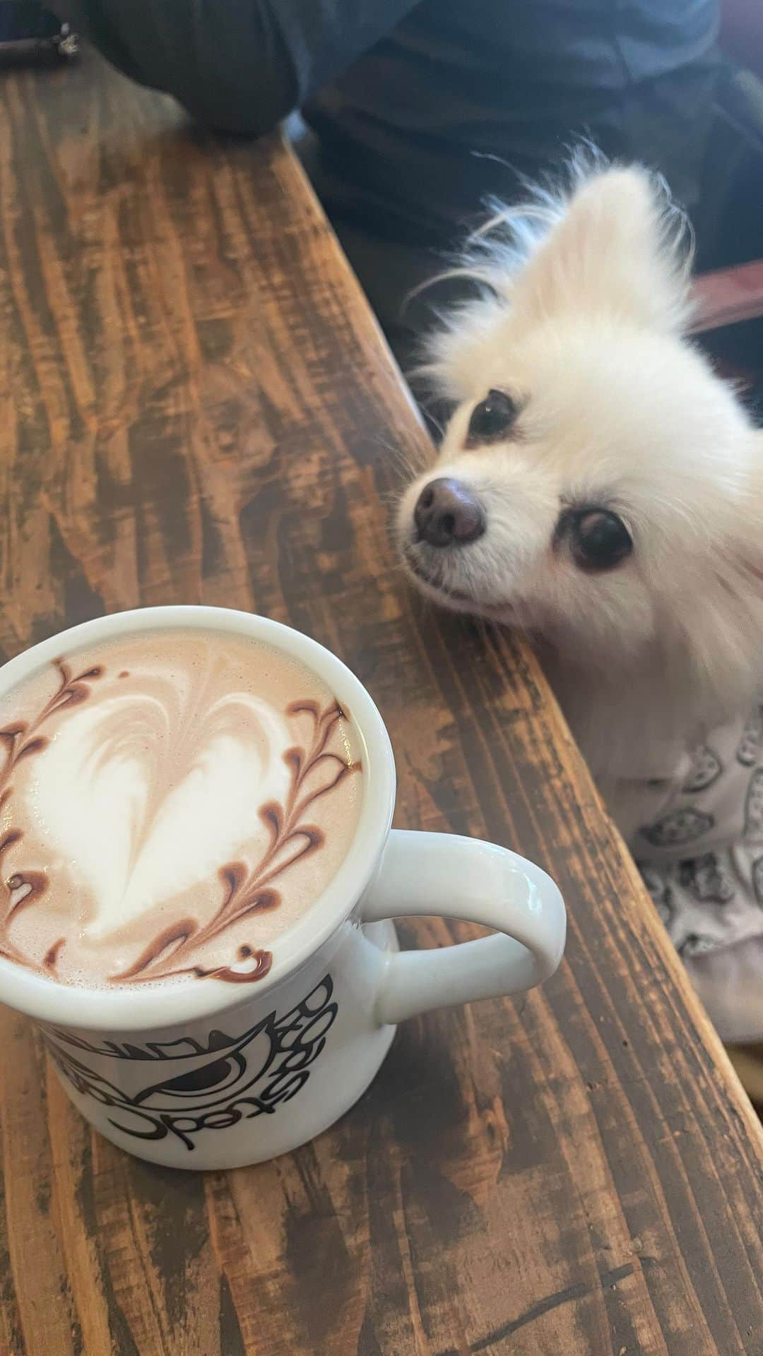 北口麻奈のインスタグラム：「3連休は、飼い主がお仕事だったので、 平日にリフレッシュ✨ 芝生を散歩できるってホント贅沢🐕 最後の一枚は、早くもクリスマスセット撮ったお写真🎄 よだれ掛けじゃなくて、サンタさんだよ🎅 #犬のいる暮らし #犬とお出かけ関西 #ぽめちわ #ポメチワ #rjcafe #さんぽ #お散歩日和」