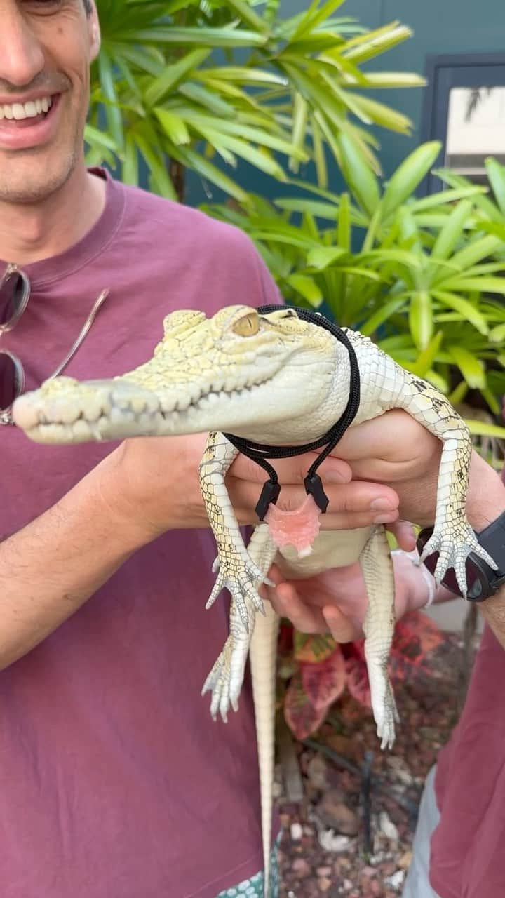 Hamish & Andyのインスタグラム：「WORLD FIRST! You’ve seen a human wear a croc tooth necklace, but have you ever seen a croc wear a human tooth necklace!?」