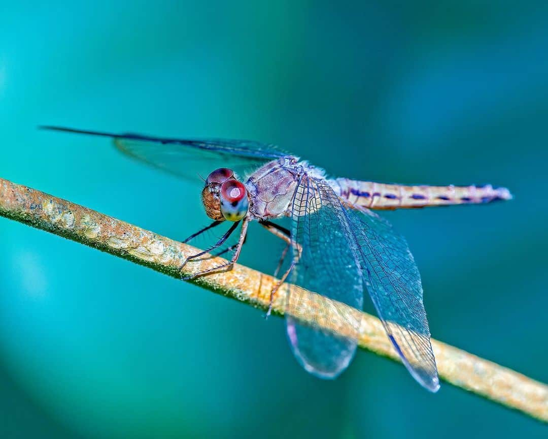 Canon Asiaさんのインスタグラム写真 - (Canon AsiaInstagram)「The 🟡 Hour isn’t always the most opportune time for 📸.  For a place such as a rainforest 🌲, this time of day can bring out longer 🔵 blue-ish shadows (which may or may not be a good thing). This photo by @allenmeekphotography is clearly a case of the latter! - 📷 Photo by @allenmeekphotography on Canon EOS R5 | RF100-500mm f/4.5-7.1L IS USM | 500mm | f/7.1 | ISO 2500 | 1/400s - #TeamCanon #CanonAsia #CanonPhotography #CanonPhoto #CanonImages #CanonEOSR #Mirrorless #CanonLens #CanonColourScience #IAmCanon #WildlifePhotography」11月9日 16時12分 - canonasia