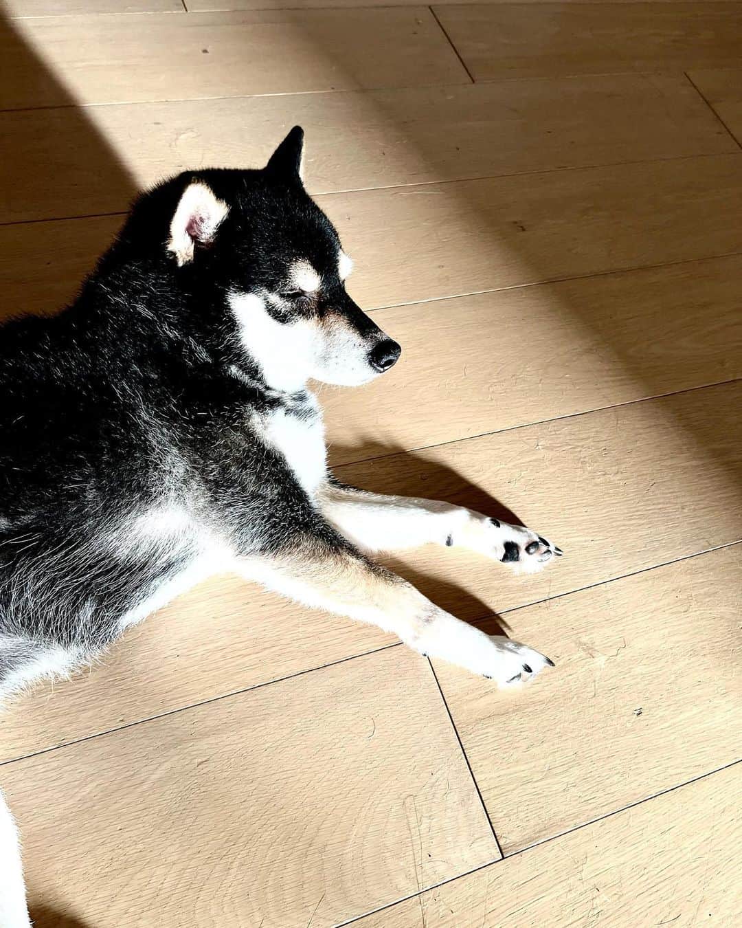 高見恭子さんのインスタグラム写真 - (高見恭子Instagram)「君の大切なお友だちは君を照らす暖かく豊かな陽射し。  #dog #doglife  #lovedog  #shiba#shibainu  #kuroshiba #kuroshibainu  #lifeisbeautiful」11月9日 16時42分 - takami_kyoko