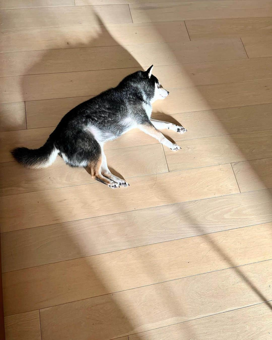 高見恭子のインスタグラム：「君の大切なお友だちは君を照らす暖かく豊かな陽射し。  #dog #doglife  #lovedog  #shiba#shibainu  #kuroshiba #kuroshibainu  #lifeisbeautiful」