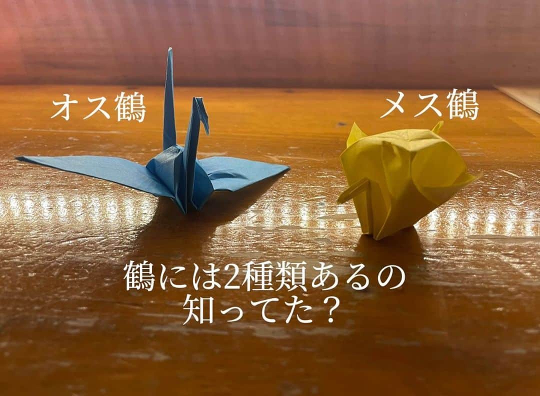 のインスタグラム：「この間ラジオの収録で鶴の話になって 私はメス鶴1000羽を小学生の時にクラスの みんなで折ってたよ😄って オネェージャーに言ったら かなりビックリされちゃって😳 旦那にも聞いたら知らないし、周りに聞いてもみんな 初耳ってゆ〜のよ💦  私は物心がついた時から折ってたから、 てっきりみんな知ってるものかと😅  発祥を辿ると高知県かららしい🤔 その流れで愛媛まで❓ でも広島の人に聞くと知らないって💦 どこまでみんな知ってるのだろう🤔❓  2023の中で割と私の中では おおきな出来事でした(笑)  是非、みんなも機会があればメス鶴折ってみてね🩷 女性らしいボディの可愛い鶴ですよ〜✨  鶴瓶さん見てる〜👓❓ それ関係ないかぁ(笑)  #鶴 #メス鶴の紹介 #知らない人多いみたい」