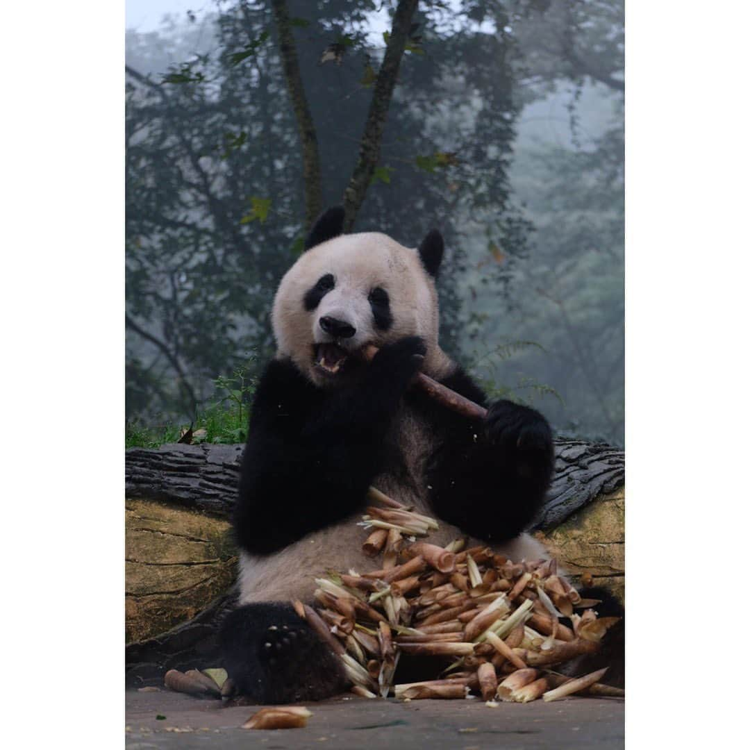 はなのインスタグラム：「2泊3日の弾丸トリップ組✨先ほどシャンシャンツアーから無事に戻ってきました🐼たくましいレディに成長したシャン子の姿、まだほんの一部ですが早くみなさんにお見せしたくて🍎シャン子、たけのこばかり食べてました😂 #シャンシャン #雅安 #はなシャン子」