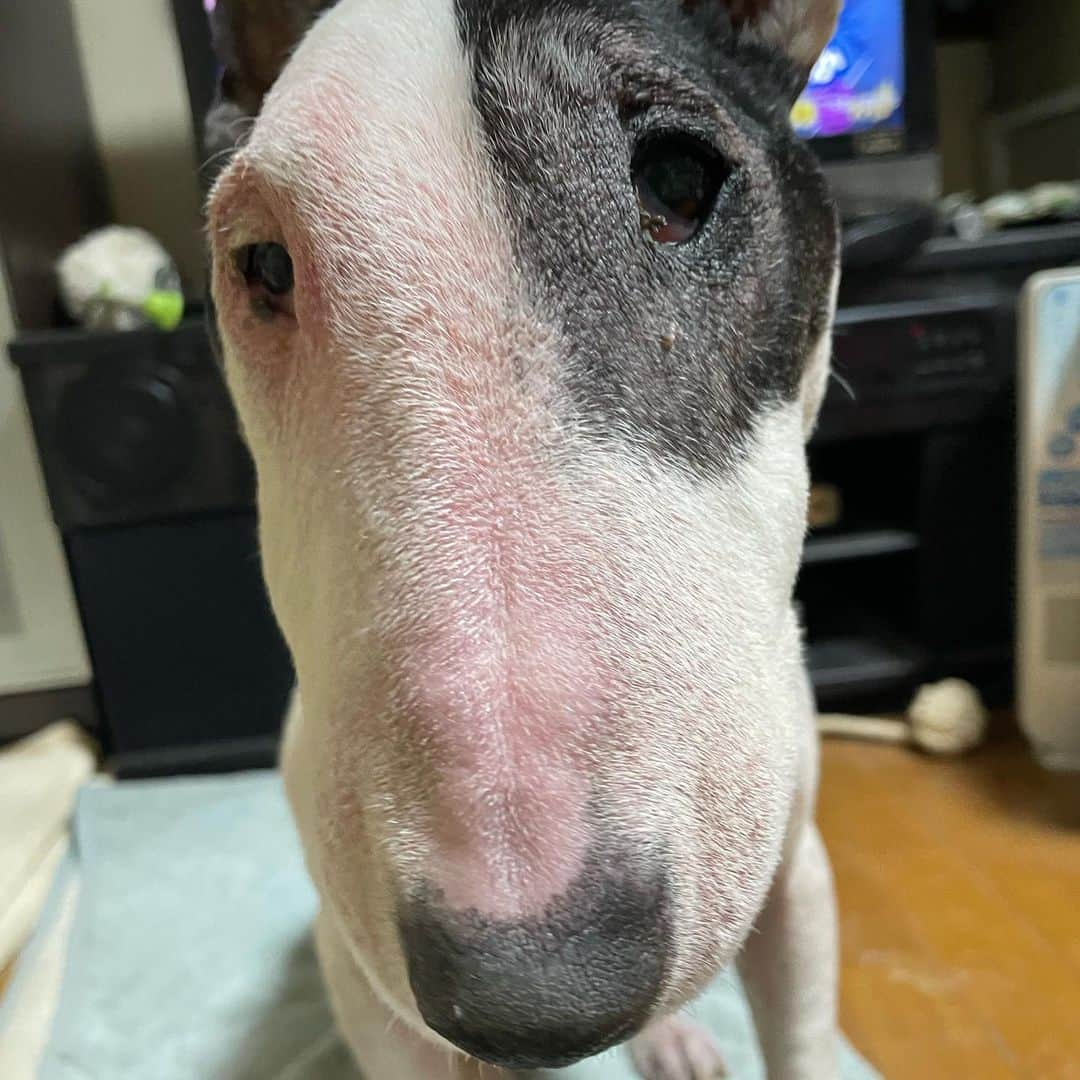 Q太郎さんのインスタグラム写真 - (Q太郎Instagram)「#minituru#bull#terrier#minibullterrier#miniturubullterrier#dog#dogstagram#cute#qtaro#love#family#ミニチュア#ブルテリア#ミニチュアブルテリア#Q太郎」11月9日 16時57分 - qtaro.jun