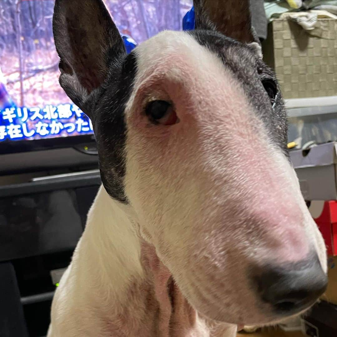 Q太郎さんのインスタグラム写真 - (Q太郎Instagram)「#minituru#bull#terrier#minibullterrier#miniturubullterrier#dog#dogstagram#cute#qtaro#love#family#ミニチュア#ブルテリア#ミニチュアブルテリア#Q太郎」11月9日 16時57分 - qtaro.jun