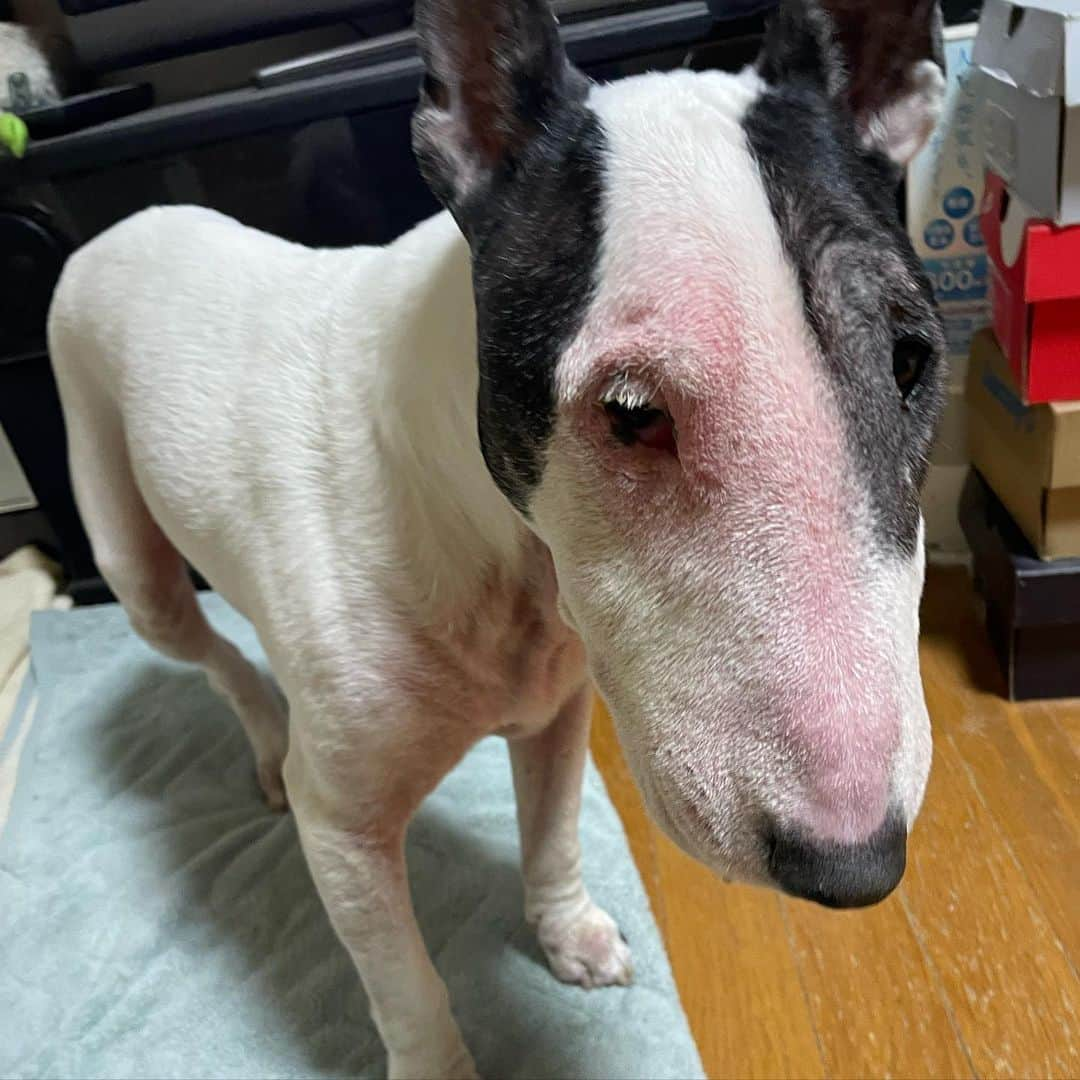 Q太郎さんのインスタグラム写真 - (Q太郎Instagram)「#minituru#bull#terrier#minibullterrier#miniturubullterrier#dog#dogstagram#cute#qtaro#love#family#ミニチュア#ブルテリア#ミニチュアブルテリア#Q太郎」11月9日 16時57分 - qtaro.jun