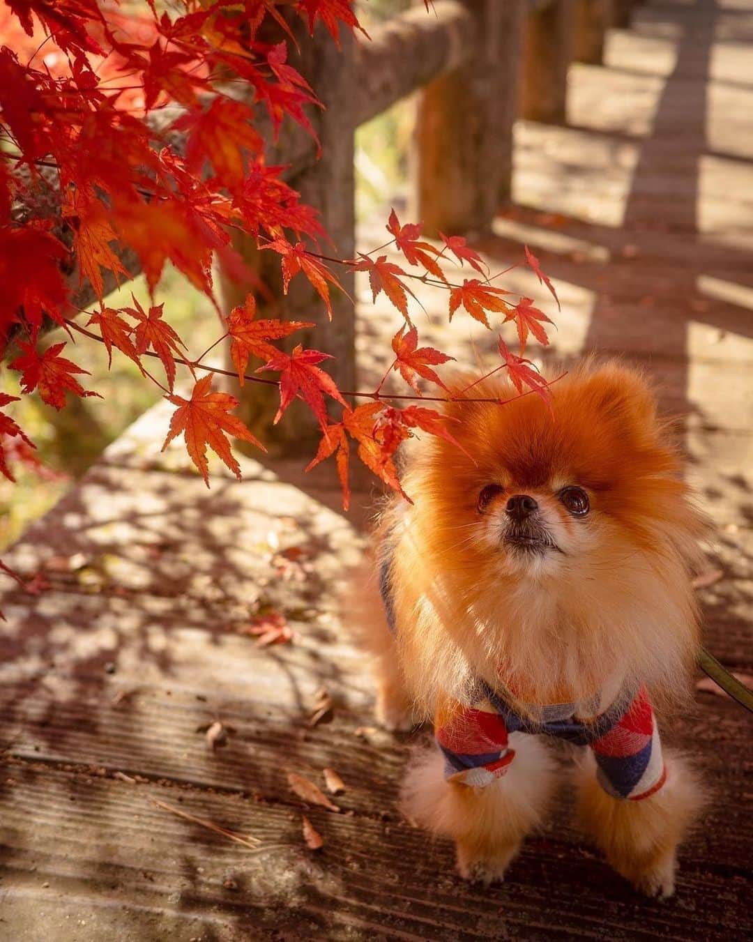 PECO いぬ部さんのインスタグラム写真 - (PECO いぬ部Instagram)「「キレイだなぁ～🍁✨」 “○○の秋” みなさんはどんな秋にしますか♪ ㅤㅤ 今回素敵な動画を提供してくださったのは… @pom.kotenicolocco さん（ころっこちゃん） 他にも素敵なお写真がたくさんあるので ぜひ遊びに行ってみてね♪ ㅤㅤ ㅤㅤ ㅤㅤ 〖 #pecoいぬ部（ #ペコねこ部 ） 〗をつけてご投稿いただくと PECOのSNSで楽しくご紹介させていただきます😋 フォロー&コメントお待ちしています✨ ㅤㅤ ㅤㅤ  ============================== @pecodogs（ @pecocats ）☚YouTubeでも可愛いワンコ（ニャンコ）紹介中🐶💕 ==============================  #犬のいる暮らし #犬部 #犬好きな人と繋がりたい #dogstagram #doglover #멍스타그램 #개스타그램 #ポメラニアン #pomeranian #秋 #紅葉狩り #秋を感じる一枚」11月9日 17時01分 - pecodogs