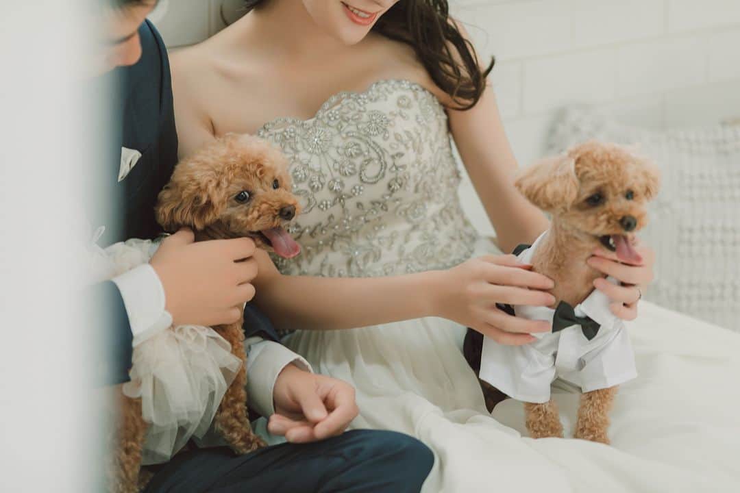 ラヴィ•ファクトリーさんのインスタグラム写真 - (ラヴィ•ファクトリーInstagram)「【写真で叶える結婚式】 . 大切な家族の一員である 愛犬とのウェディングフォト*  愛犬のおめかしスタイルがとってもかわいく 思わず”きゅん”とするお写真です♡ . —————— ラヴィファクトリー:@hiroshima_laviefactory Photographer: @tsubasagram283 AREA:JAPAN,HIROSHIMA —————— @laviefactoryをフォローして #laviefactory #ラヴィファクトリー のハッシュタグをつけて お写真を投稿してみてくださいね* . こちらの公式IG（@laviefactory） で取り上げさせていただきます✨ . 思わず笑顔になれるハートのある 「家族写真」はラヴィクルール* >>>@laviecouleur_official . #wedding #weddingphotography #photo #ハートのある写真 #instawedding #結婚写真 #ウェディング #ウェディングフォト #撮影指示書 #ロケーションフォト #前撮り #写真好きな人と繋がりたい #フォトウェディング #卒花 #後撮り #ウェディングニュース #前撮り小物 #前撮りフォト #前撮りアイテム #ウェディング撮影 #撮影構図 #前撮りアイディア #撮影指示書 #花嫁コーディネート #花嫁コーデ #ペット婚 #ペットウェディング #犬がいる生活」11月9日 17時20分 - laviefactory