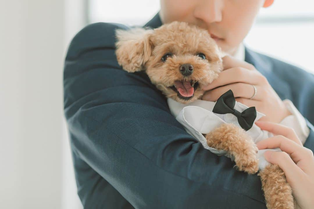 ラヴィ•ファクトリーのインスタグラム：「【写真で叶える結婚式】 . 大切な家族の一員である 愛犬とのウェディングフォト*  愛犬のおめかしスタイルがとってもかわいく 思わず”きゅん”とするお写真です♡ . —————— ラヴィファクトリー:@hiroshima_laviefactory Photographer: @tsubasagram283 AREA:JAPAN,HIROSHIMA —————— @laviefactoryをフォローして #laviefactory #ラヴィファクトリー のハッシュタグをつけて お写真を投稿してみてくださいね* . こちらの公式IG（@laviefactory） で取り上げさせていただきます✨ . 思わず笑顔になれるハートのある 「家族写真」はラヴィクルール* >>>@laviecouleur_official . #wedding #weddingphotography #photo #ハートのある写真 #instawedding #結婚写真 #ウェディング #ウェディングフォト #撮影指示書 #ロケーションフォト #前撮り #写真好きな人と繋がりたい #フォトウェディング #卒花 #後撮り #ウェディングニュース #前撮り小物 #前撮りフォト #前撮りアイテム #ウェディング撮影 #撮影構図 #前撮りアイディア #撮影指示書 #花嫁コーディネート #花嫁コーデ #ペット婚 #ペットウェディング #犬がいる生活」