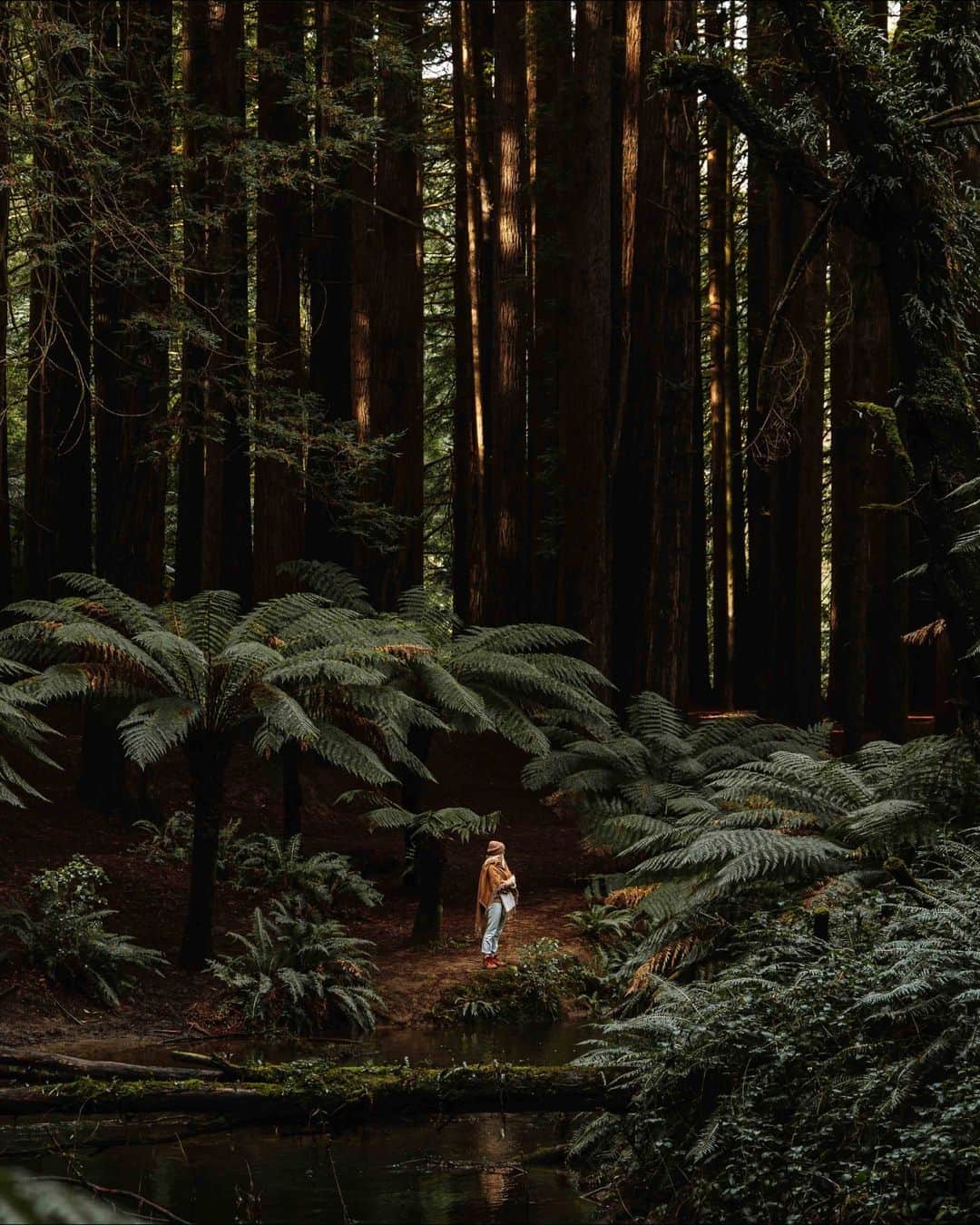 Australiaのインスタグラム：「Did someone say fairytale forest? 🧚🌳 With towering redwoods and outstretched ferns, the other-worldly landscape of #OtwayNationalPark has you covered 💚 A cruisy 3 hour drive from Narrm (@visitmelbourne) you'll find this gem along the #GreatOceanRoad, where you're sure to be humbled by the sheer size of the park's ancient flora. Spend a morning chasing waterfalls, then join a wheelchair accessible tour with @wildlifewondersaus to find adorable bushland creatures 🐨 Rest and recharge at the luxurious @chocolategannets beachfront villas in nearby #ApolloBay.   #SeeAustralia #ComeAndSayGday #VisitVictoria #Greatopia  ID: a woman stands in a dense forest. Green ferns and tall trees rise up all around her.」