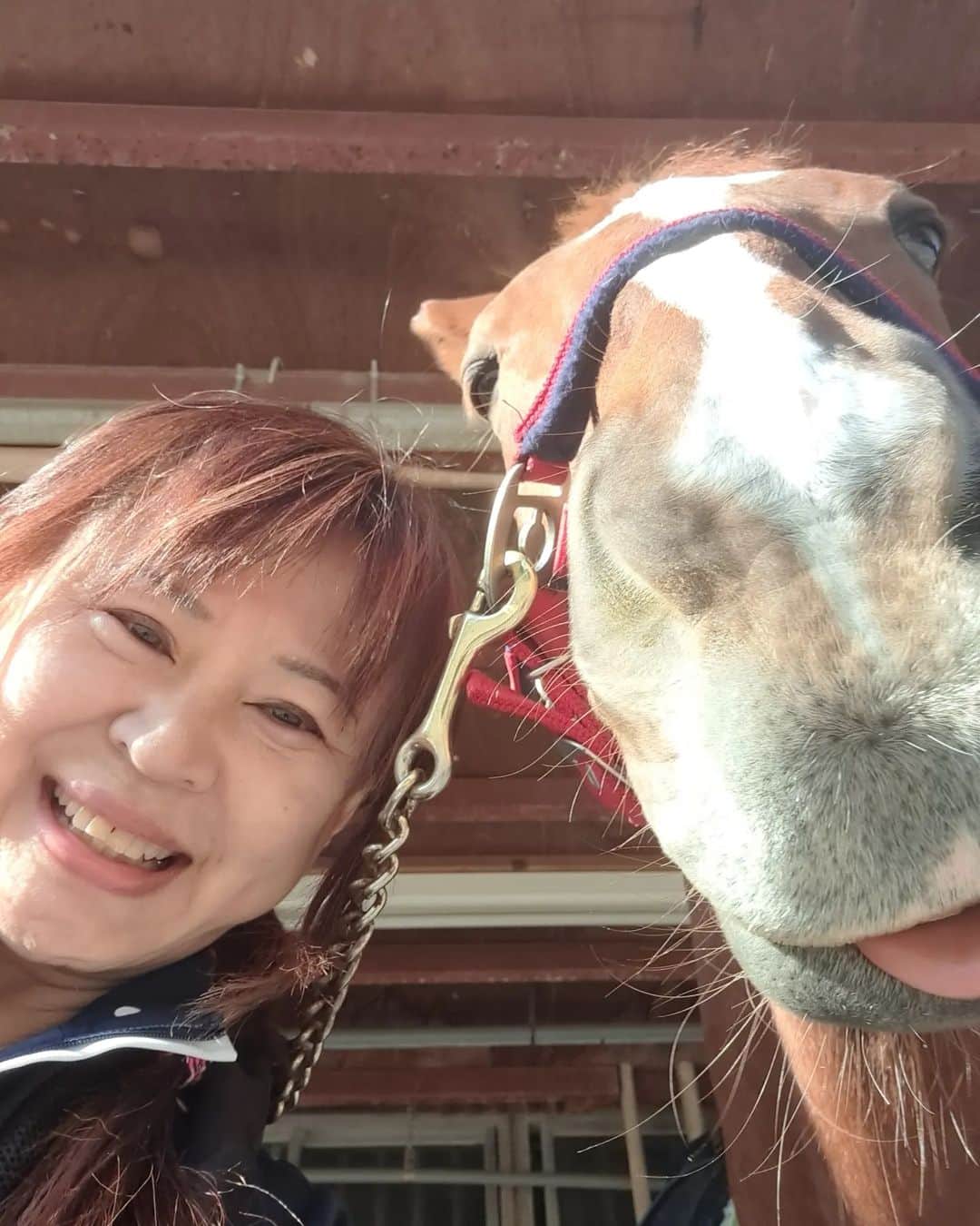 宇月田麻裕さんのインスタグラム写真 - (宇月田麻裕Instagram)「11/8　相棒は　愛馬の　ぷーちゃんこと　#プリマティスタ　 この日はご機嫌で、洗い場で「にー」の芸をしてくれました。 ぷー、御殿場の大会で大活躍　1位　3位　すごーい、ぷーちゃん。　いっぱい褒めてあげました。　けど、この連休の大会だったので、ほめてあげてもなんのことかまったくわからなかったはず(^^;　キレイにシャンプーしてもらって、余計頑張った？ 　ぷーは、ギャラ―がいると頑張ります。　 洗い場の「にー」の芸も、人が見てくれていると「にー」をいっぱいしてくれます。　なので、本番の大会とかも強いかも。人に見られるのが好きなんですね。きっと。乗馬日記はあらためて書きます。」11月10日 4時18分 - mahiro_utsukita