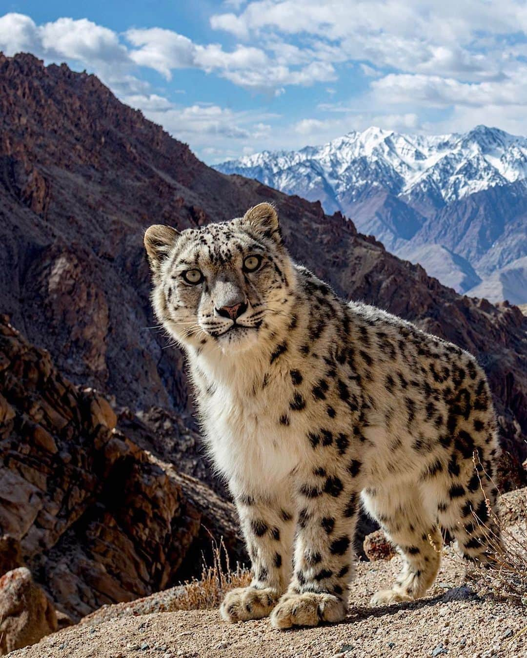 Discover Earthのインスタグラム：「🐆 Behold the rare glimpse of a young Snow Leopard amidst Ladakh's majestic mountains. 🏔️  📍India  🇮🇳 #DiscoverIndia with @sascha.fonseca」