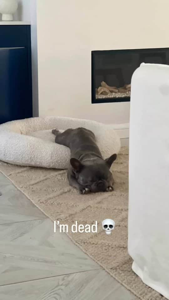 French Bulldogのインスタグラム：「It’s the Frenchie life.. Olly on repeat. 💤 or 🚀 Guys let's show some love to @happy.olly.days  . . . . .  #dayinthelife #alive #dead #tv #watch #run #funny #funnydogs #frenchie #cute #blue #dog #frenchiesofinstagram #dogsofinstagram #frenchielove #frenchbulldog #ilovemyfrenchie #frenchiegram #frenchies #frenchielife #lovehim」