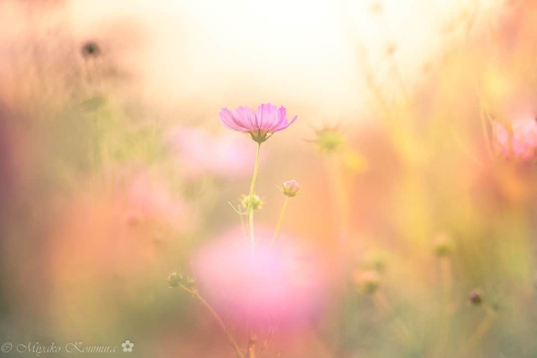 花の写真館さんのインスタグラム写真 - (花の写真館Instagram)「Photo by @miyako_koumura. https://instagram.com/miyako_koumura/ . Original Post[投稿いただいたURL] https://www.instagram.com/p/CyLMhQcvXO0/ . 本アカウントは、 #私の花の写真 をつけてInstagramに投稿された皆さまの花の写真や、「花の写真館」Facebookページで投稿された花の写真を紹介します。 「花の写真館」Facebookページは、「 @floral.photograph 」のプロフィールにあるURLからご覧ください。 . ※各種法令、マナー、関係者の指示に従った撮影をお願いします。 *Please ensure that your photography adheres to all relevant laws, etiquette, and instructions issued by authorized persons. ※本アカウントは東京カメラ部がFacebook、Instagramのサービスを利用して運営しているもので、Meta社・Instagramとは一切関係ありません。 . #花の写真館 #floralphotograph #floralphoto #flower #flowers Follow: @floral.photograph」11月9日 19時30分 - floral.photograph