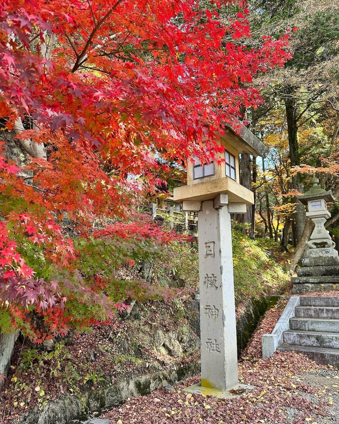 ききまるさんのインスタグラム写真 - (ききまるInstagram)「紅葉🍁 . 飛騨高山にある日枝神社。 . 紅葉始まりでキレイでうっとりした🥹🍁 (📝11/9 ) . 今年初めてちゃんと秋を感じたわ🍂 . とっても静かで風の音、水の音、葉っぱの音 ぜーんぶ聴こえて癒された  . .  . . sunglasses : @gentlemonster  tops : @royalparty_official  knit : @murua_official  denim : @evris_official  sneaker : @niketokyo  bag : @chanelofficial  . . .  . -—————————  ききまる♡自己紹介  💠インスタ歴10年現在フォロワー45万人 💠猫と犬と東京のど真ん中で暮らす26歳 💠事務所無所属(フリーランス) 💠TikTok & Twitter & Therdsも ㊙️ファンサイト開設しました❤️‍🔥 ハイライトの『裏垢』からチェックしてね . フォロー、保存、コメント嬉しいです✨       (((( 　@kikigram_97 ))))   ——————————  . #岐阜旅行　#岐阜観光　#飛騨高山　#飛騨高山旅行 #飛騨高山紅葉 #紅葉　#紅葉狩り #紅葉スポット #紅葉シーズン #紅葉🍁 #gifu #giftrip #gifujapan #hidatakayama #hidatakayamamemories #takayama #hieshrine  #japantravel #japantrip #japanlife #japanphoto #japanstyle #japanphotography #japantravelphoto #japannature」11月9日 19時32分 - kikigram_97