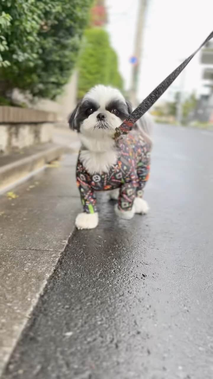 いくらのインスタグラム：「Stop abruptly😂😂😂 ・ ズーシーあるある🤨 ・ 急にピタッと止まる🐶🖐️ ・ ・ ・ #shizthu #シーズー #dogsofinstagram #dog #shihtzu #犬 #shizthulovers #cute #シーズー犬 #犬のいる暮らし #いぬのきもち #dogstagram #シーズー大好き #いぬすたぐらむ #シーズー大好き部 #わんすたぐらむ #愛犬 #ふわもこ部 #shihtzugram #いぬバカ部 #cutedogs #shihtzulovers #stop」