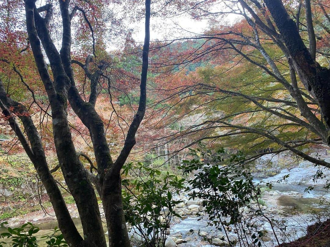 西﨑梨乃さんのインスタグラム写真 - (西﨑梨乃Instagram)「. 岡山県北の紅葉の名所、 鏡野町の奥津渓から お天気をお伝えしました🍁✨ . 行ってみたかった奥津渓！ ここ数日の季節外れの暖かさで 色づきや見ごろは平年と比べると 少し遅れていたそうで 今がまさに見ごろ！🍁✨ . ライトアップされたもみじは 幻想的で美しいですし、 日中の渓谷と橋ともみじの景色も 風情があるなと感じました☺️☺️☺️✨ . 鏡野町は岡山市や高松市と比べて 空気が冷たかった！！ ライトアップ行かれる方は あたたかい格好で お出かけくださいね☺️☺️ . ライトアップは12日まで行われます🍁✨ . . @rino_nishizaki  . . #西日本放送 #RNC #岡山 #香川 #紅葉 #鏡野町 #奥津渓 #紅葉狩り #ライトアップ #アナウンサー」11月9日 19時51分 - rino_nishizaki