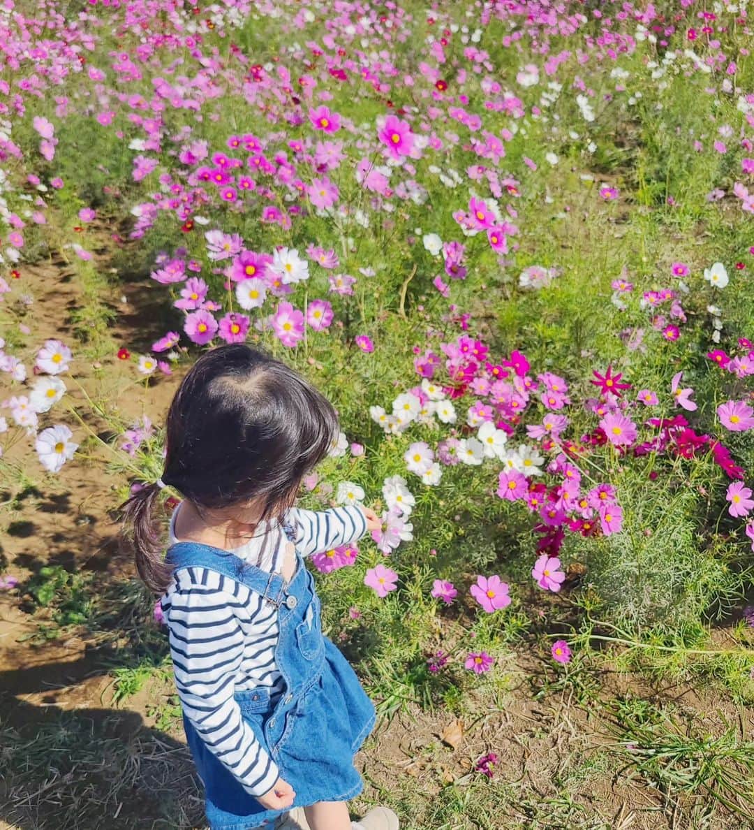 酒井千佳さんのインスタグラム写真 - (酒井千佳Instagram)「* 3週間ほど前ですが コスモスが見頃だったソレイユの丘。   葉山に宿泊したついでに行ってみたのだけど 遊具がたくさんあったり 小さな遊園地みたいなものがあったり 3歳娘がとってもはしゃいでいました。   いつものごとく時差投稿ですが ストーリーは 海外旅行中のほぼリアルタイム投稿なので そちらも見てくださいな。   #家族旅行 #週末旅行 #ソレイユの丘 #コスモス見頃 #子連れ旅行」11月9日 19時44分 - sakaichikaaaa