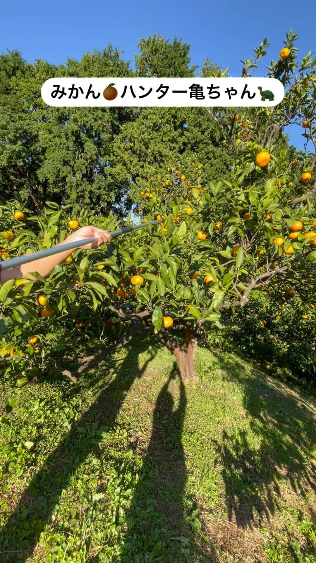 亀田誠治のインスタグラム：「秋晴れの一日。みかん狩りをしました！🍊」