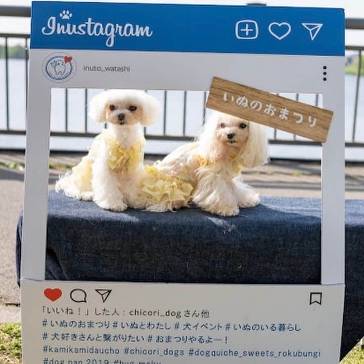 甲斐麻美さんのインスタグラム写真 - (甲斐麻美Instagram)「・ ■マナーウェア着用のお願い  いぬのおまつりにご来場の際、マーキング癖のあるワンコや粗相が心配なワンちゃんはマナーウェアの着用をお願いします。  また排泄した場合は、袋に入れて持ち帰り、お水で流すなどのケアもお願いします。  ワンコ用トイレも2ヶ所ご用意してありますので、ぜひご利用下さいませ🐕‍🦺  たくさんのワンちゃんがいる空間や賑やかな雰囲気に、ちょっぴり興奮してしまうワンちゃんもいるかと思いますが、我が子から目を離さず、リードも離さず、ご挨拶やお話しは楽しんで下さいね！🐕 （ ”はなす”に掛けてみました😚笑 ）  いぬのおまつりもいよいよ目前！ いぬのおまつり会場でお会いできることを楽しみにしています🥳  ■ご来場の際はイオンモールの駐車場か、 臨時駐車場も開放しておりますので ぜひご利用くださいませ。  ＼むらキャン！× いぬのおまつり／へ ご家族みなさんで、遊びに来てくださいね🐕🐾  special thanks to @yukari_photo_design 📷  ====================== むらキャン！× いぬのおまつり ======================  ■日時：11月11日(土)・12(日)10:00～16:00 ※雨天中止 場所：イオンモールむさし村山 　　　　たいかんたいけん野外広場 東京都武蔵村山市榎1-1-3  #いぬのおまつり　 #武蔵村山市 #武蔵村山 #むさし村山 #イベント運営 #いぬとわたし #犬との暮らし #犬ファースト #犬好きさんと繋がりたい #犬がいないと生きていけません #犬好き #犬のイベント #犬イベント #犬とお出かけ #いぬすたぐらむ #犬と楽しむ #犬最高」11月9日 20時00分 - inuto_watashi