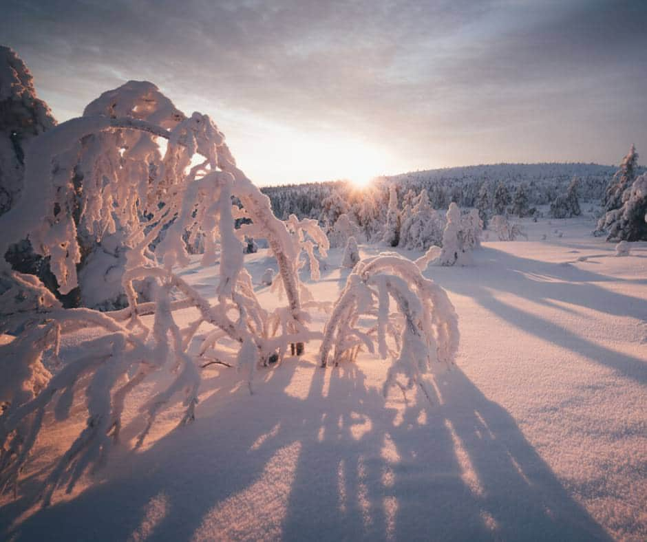 フィンランド政府観光局さんのインスタグラム写真 - (フィンランド政府観光局Instagram)「🌲 フィンランドの国立公園シリーズ - 1 🌲 リーシトゥントゥリ（Riisitunturi）国立公園は、何と言っても樹氷で有名です。１年中いつ行っても素晴らしい大自然が楽しめますが、冬の風景は格別です。❄️ ハイキングのベテランでも、ちょっと歩いみたいだけでも、誰もが楽しめる場所です。おすすめのアクティビティは？ 🥾 ハイキングトレイル: ハイキングシューズを履いて、自分のレベルに合ったトレイルを歩いてみましょう。 ❄️ ウィンタースポーツ: 雪のパラダイスは、スキーやスノーボードに最高です。 🤩 オーロラ: 樹氷の森で見るオーロラ、想像しただけでも素敵ですよね。 🦉 バードウォッチング: 双眼鏡を持って出かけましょう。 🏕️ レジャー: お弁当を持って、国立公園のシェルターや小屋でのんびり楽しみましょう。 それだけではありません。素敵な風景を写真に収めるのもお忘れなく！📸 🚗 行き方: リーシトゥントゥリ国立公園は、ラップランド南部、ポシオ（Posio）の町の近くにあります。一番近い空港クーサモ空港 やロヴァニエミ空港から、レンタカーやタクシー、あるいは、このエリアのツアーをご利用ください。 📸: Daniel Ernst, Eeva Mäkinen; Hannes Becker, Tiina Törmänen #Riisitunturi #FinlandNationalParks #VisitFinland #NatureLovers #Travel  #visitfinlandjp #finland #北欧旅行 #travelgram #フィンランド #フィンランド政府観光局 #北欧 #travel #instatravel #travel #travelgram #travelling #traveler #旅したくなるフォト #旅行 #旅 #海外旅行 #travelphotography #旅行大好き #旅行好き #旅スタグラム #旅好き #ヨーロッパ旅行 #旅に出たい #トラベル #国立公園 #樹氷」11月9日 20時00分 - visitfinlandjapan