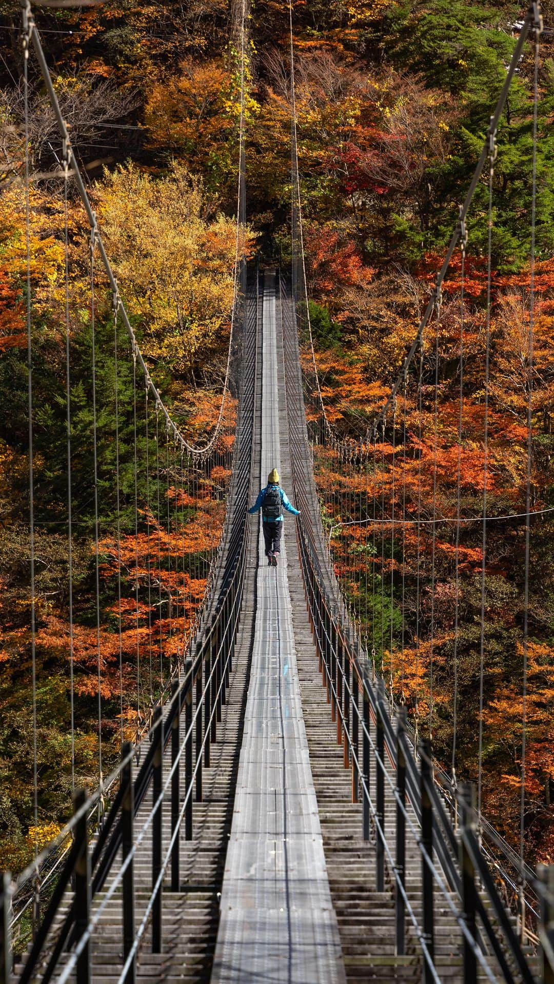 詩歩のインスタグラム：「The thrilling 180-meter suspension bridge is at its best in the fall foliage. 🍁 全長180m！スリル満点な紅葉の吊橋  I visited #HatanagiSuspensionBridge in Shizuoka. Autumn leaves are in their BEST!　The suspension bridge has a capacity for 15 people, but it swayed so much when more than 2 people walked on it that I was too scared to take out my camera on the bridge! I will post more pictures later! The suspension bridge is a 40 minute walk from the parking lot. It is in #ShizuokaCity , but quite far away, so plan your visit well.  静岡県の写真はこのタグでまとめています / Posts of this area can be found in this tag.→ #shiho_shizuoka   地元、静岡にある #畑薙大吊橋 へ行ってきました。紅葉がまさに見頃！　吊り橋の定員は15人なんだけど2人以上で歩くとかなり揺れて、橋の上では怖くてカメラが出せませんでした😂 写真はまた後日アップします！  吊り橋は駐車場から徒歩40分。住所は静岡市ですがかなり遠いので、訪問は計画的に。  📷8th Nov 2023 📍静岡県 畑薙大吊橋 / Hatanagi Suspension Bridge, Shizuoka Japan  🫶 thank you @atsu_.n   ©︎Shiho/詩歩」