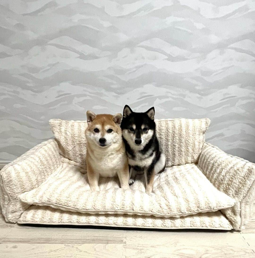 豆柴なつ&ふゆさんのインスタグラム写真 - (豆柴なつ&ふゆInstagram)「Natsu&Fuyu's New bed😆❤️ 新しいなつふゆベッド😆❤  今なら　@pettijapan さんで "natsuinu56"のプロモーションコードで20%offです⭐️  #pr #dogbed #ベッド #new #ふわふわ #ぬくぬく #bed   #わんこのいる生活  #doggy #いぬのいる暮らし  #shibaaddict #柴 #しばいぬ  #shibamania  #instashiba#cutedogs  #柴犬#shiba #shibainu #shibastagram #いぬすたぐらむ #shibainumag_feature #dogoftheday  #🐕📷 #theshibasociety  #proudshibas」11月9日 20時29分 - mameshiba.natsuinu56