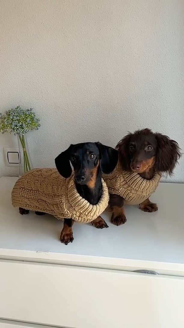 SHEINのインスタグラム：「Playing catch < Playing match 🐕🐩✨ Which sweater weather doggie duo fits were absolutely fetching? 👇  🔎 21819788 21125312 14962006 3987691 15864925 22338002 11933836  #SHEIN #SHEINforAll #SHEINstyle #fashion #chic #saveinstyle」
