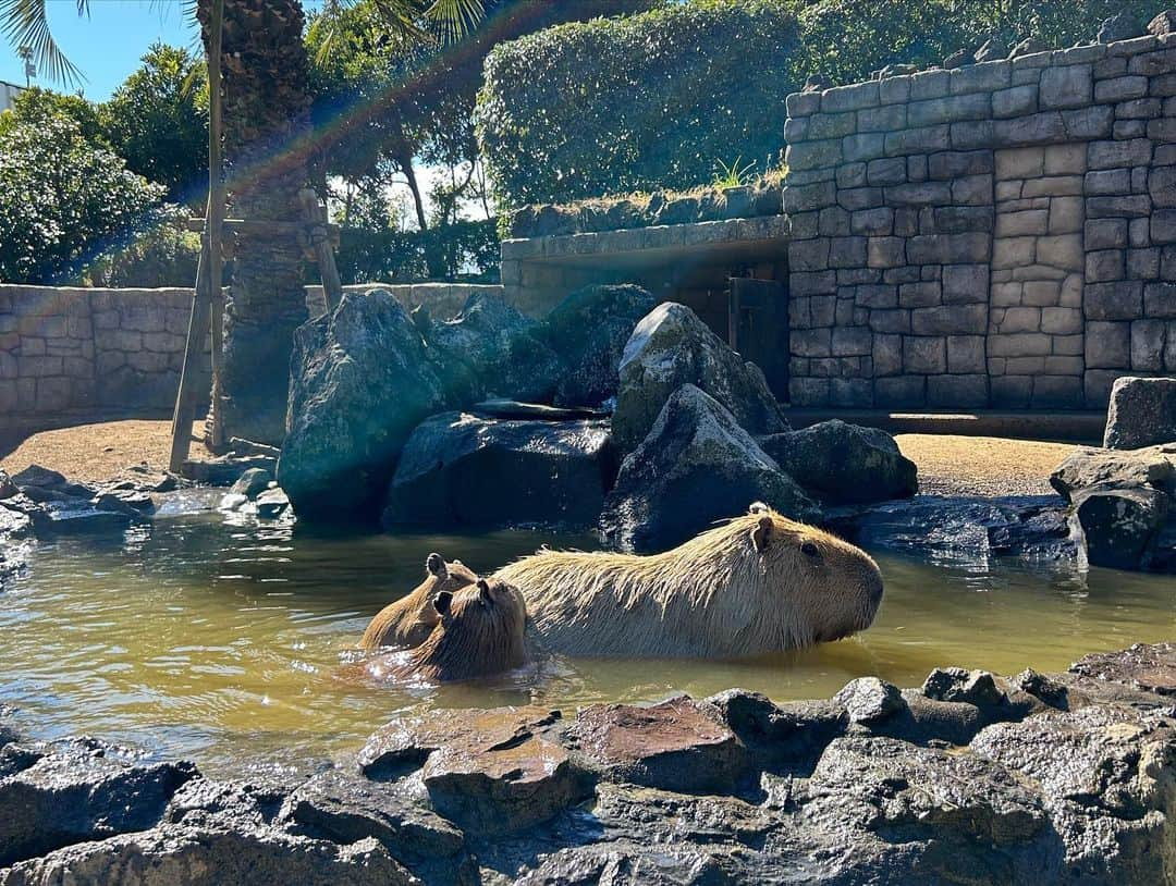 浜田翔子さんのインスタグラム写真 - (浜田翔子Instagram)「産前最後の家族旅行 マタ旅🤰7ヶ月の時にしました✨  義両親とワンちゃんたちも泊まれるところへ連れてってもらいました🐕‍🦺🐕💕  伊豆高原はお仕事で何度も行ってた場所だったけど、 プライベートだとゆっくり楽しめました🍀  シャボテン動物公園が凄く楽しかったな〜🦛🐒🦧  #マタ旅　#伊豆高原　#シャボテン動物公園」11月9日 20時33分 - shoko_hamada