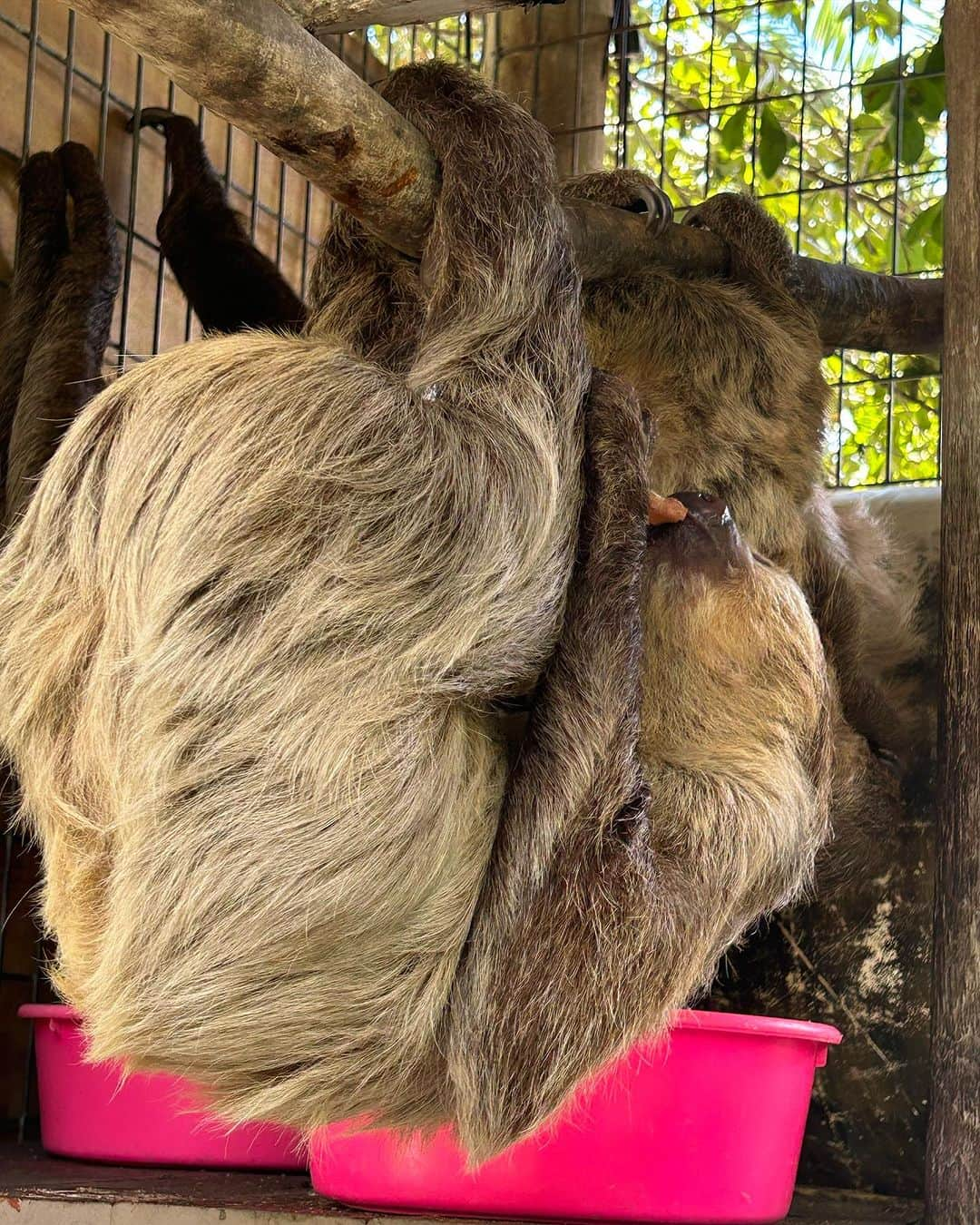 Zoological Wildlife Foundationさんのインスタグラム写真 - (Zoological Wildlife FoundationInstagram)「The Maestro, Ray (@the_cobraman) and I had a lovely day visiting friends and their amazing animals.   Thank you so much, Mario & Vanessa (@mariowildlife & @vanessa.castellanos_ ) for sharing your critters with us. 🫶🏼🫶🏼🫶🏼  Love you and what you do for these amazing animals.   ♥️♥️♥️  Please consider donating to this wonderful organization: @zwfmiami   @zwfmiami  @mariowildlife  @vanessa.castellanos_   #exotics #animals #zoo #conservation #wildlife」11月9日 20時48分 - zwfmiami