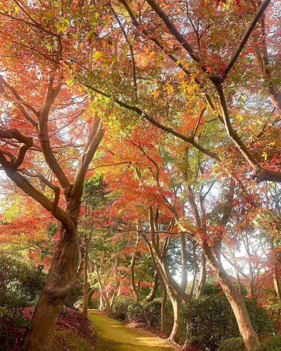 Birthplace of TONKOTSU Ramen "Birthplace of Tonkotsu ramen" Fukuoka, JAPANさんのインスタグラム写真 - (Birthplace of TONKOTSU Ramen "Birthplace of Tonkotsu ramen" Fukuoka, JAPANInstagram)「An Autumn Foliage Festival at the Shiranoe Botanical Gardens🍂🌳 The Shiranoe Botanical Gardens in Kitakyushu is a roughly 7.5-hectare park overlooking the Suonada Sea from a low hill. Here you can enjoy seasonal flowers, such as cherry blossoms in spring and water lilies in summer, as well as about 800 Japanese maple trees that turn yellow and red from late November to early December.🌼  The gardens were cleverly designed to take advantage of the hilly terrain. Near the entrance is an 80-year-old Japanese-style folkhome that can also be used as a free lounge, offering gorgeous views of the foliage.🥰  An autumn foliage festival is held in the garden every year in late November. Attractions include a tea room serving matcha, local specialty products on sale, and mini-concerts.🍵  ------------------------- Photo 📷 : @annya.7s22pi FOLLOW @goodvibes_fukuoka for more ! -------------------------  #fukuoka #fukuokajapan #kyushu #kyushutrip #explorejapan #instajapan #visitjapan #japantrip #japantravel #japangram #japanexperience #beautifuljapan #japanlovers #visitjapanjp #autumnleaves #japanesegarden」11月9日 21時01分 - goodvibes_fukuoka