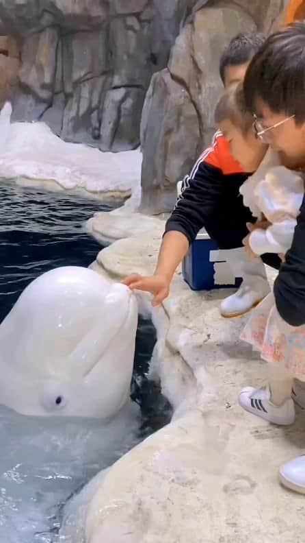 Cute baby animal videos picsのインスタグラム：「Dolphins are so adorable 😍 Song : SPIRIT - @skars  Check it out 😁 - - Follow us @cutie.animals.page for more !! 💙 - - Credit 📸 via - DM  - #animals #nature #animal #pets #love #cute #wildlife #pet #cats #dog #photography #dogs #instagram #cat #naturephotography #of #photooftheday #dogsofinstagram #animallovers #wildlifephotography #petsofinstagram #birds #catsofinstagram #instagood #petstagram #art #animalsofinstagram #puppy #bird #bhfyp」