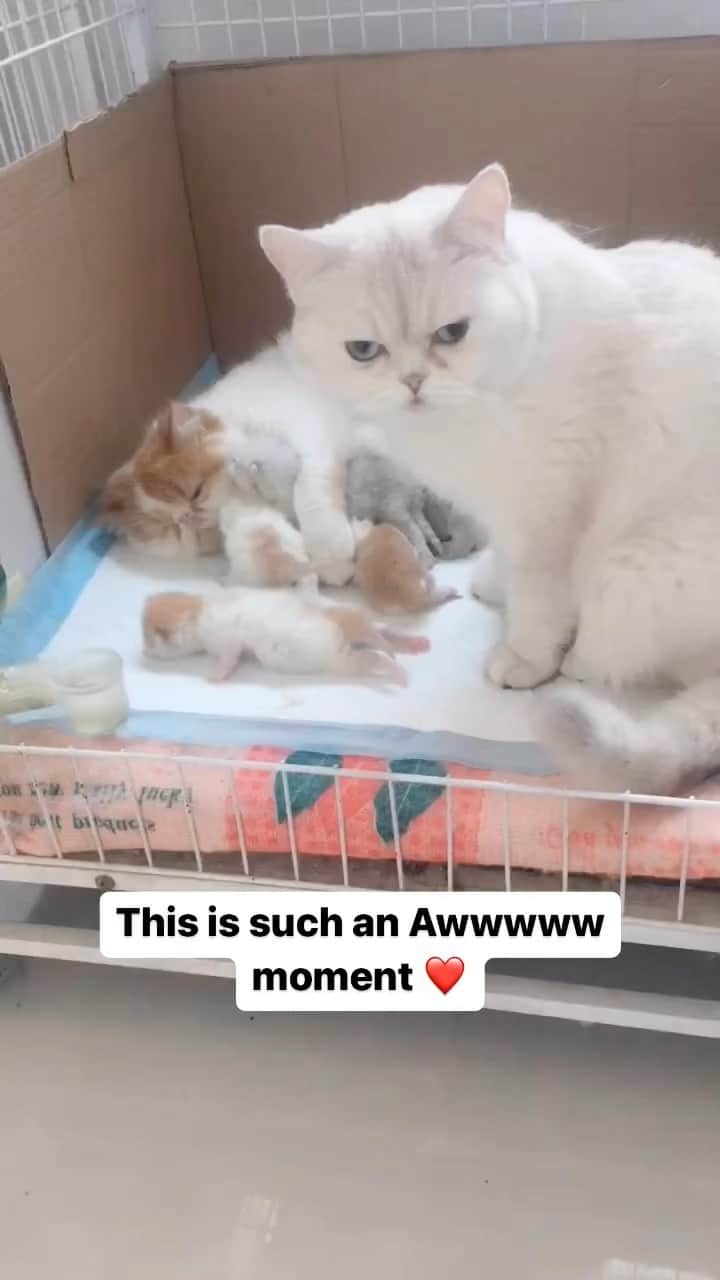 Cute Pets Dogs Catsのインスタグラム：「This is such an Awwwww moment ❤️  Credit: adorable @小宇猫老爷优质产品 | DY ** For all crediting issues and removals pls 𝐄𝐦𝐚𝐢𝐥 𝐮𝐬 ☺️  𝐍𝐨𝐭𝐞: we don’t own this video/pics, all rights go to their respective owners. If owner is not provided, tagged (meaning we couldn’t find who is the owner), 𝐩𝐥𝐬 𝐄𝐦𝐚𝐢𝐥 𝐮𝐬 with 𝐬𝐮𝐛𝐣𝐞𝐜𝐭 “𝐂𝐫𝐞𝐝𝐢𝐭 𝐈𝐬𝐬𝐮𝐞𝐬” and 𝐨𝐰𝐧𝐞𝐫 𝐰𝐢𝐥𝐥 𝐛𝐞 𝐭𝐚𝐠𝐠𝐞𝐝 𝐬𝐡𝐨𝐫𝐭𝐥𝐲 𝐚𝐟𝐭𝐞𝐫.  We have been building this community for over 6 years, but 𝐞𝐯𝐞𝐫𝐲 𝐫𝐞𝐩𝐨𝐫𝐭 𝐜𝐨𝐮𝐥𝐝 𝐠𝐞𝐭 𝐨𝐮𝐫 𝐩𝐚𝐠𝐞 𝐝𝐞𝐥𝐞𝐭𝐞𝐝, pls email us first. **」