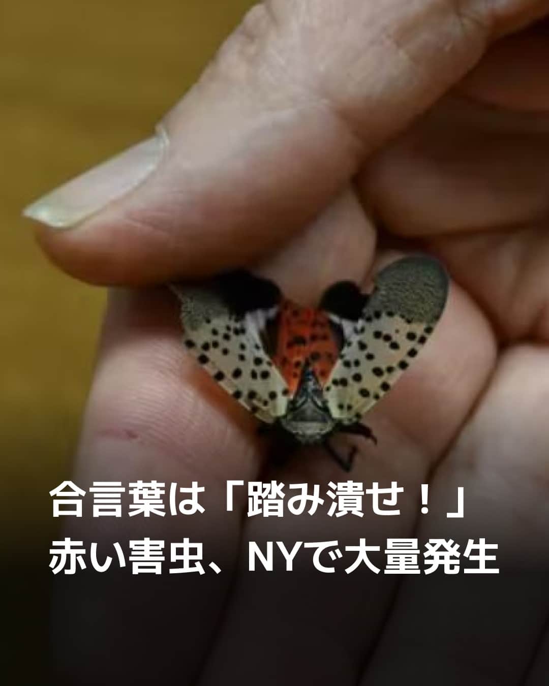 日本経済新聞社さんのインスタグラム写真 - (日本経済新聞社Instagram)「「見つけたら踏み潰せ!」。ある赤い外来種が米国北東部を襲っています。体長約2.5センチのビワハゴロモ科の虫、スポッテッド・ランタンフライです。ガに似た外見でリンゴやブドウなどの木を食い荒らすうえ、都市部にも大量発生して観光にも影響が出かねない状況です。有効な対処法が見つかっておらず、自治体は市民に対し、踏み潰して駆除するよう呼びかけています。⁠ ⁠ 詳細はプロフィールの linkin.bio/nikkei をタップ。⁠ 投稿一覧からコンテンツをご覧になれます。⁠→⁠@nikkei⁠ ⁠ #日経電子版 #ガ #ニューヨーク #NY #リンゴ #ブドウ #踏み潰せ #大量発生」11月9日 22時00分 - nikkei