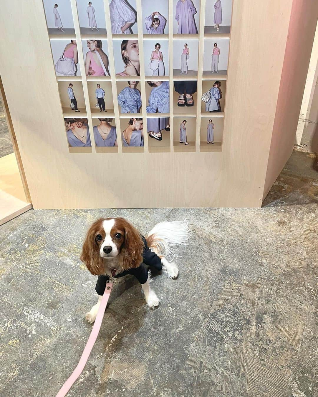 木下ココのインスタグラム：「スノウを連れて @elendeek の展示会へ🐕🩷 ・ 展示会はもう春夏で🏖️パステルのアイテムがずらりと並ぶ眼福な空間に。 ・ 春夏の @elendeek  は、お出かけワンピースをレイヤードでカジュアルダウンするスタイルがおすすめらしく、ロングジレやジャンパー等、ライトなアウターも沢山揃っていました💡✨ ・ 試着している水色のワンピもお出かけ感が可愛くて、ショートジャケットと合わせたり、履いていたPRADAの厚底のシューズとも合わせやすくて可愛かった👗🩵 ・ 普段の生活も、犬を連れていたり、クラスがあったり、大半のシチュエーションはカジュアルで、たまには着たいなと思ってもオケージョンワンピースを着るシチュエーションって実際はすごく少なくて🥺 ・ 最近はドレスっぽいお洋服を気崩すのが気分になっています👗🫶✨ ・ ・ ・ ・ #展示会 #cavalierkingcharlesspaniel  #elendeek #fashion #ファッション #春服 #パステル #木下ココ」