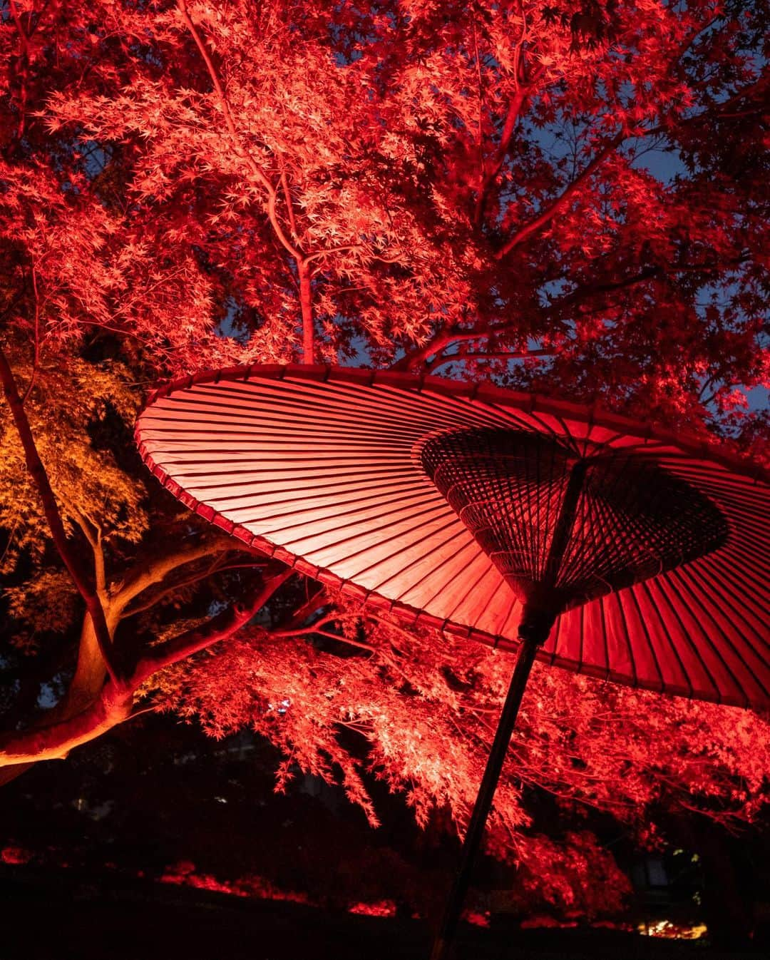 八芳園さんのインスタグラム写真 - (八芳園Instagram)「明日から開催🍁『TOKYO RED GARDEN AUTUMN FESTIVAL 2023』🍁2023.11.10 fri – 12.10 sun  江戸時代から続く八芳園の歴史ある日本庭園が赤一色にライトアップされ、秋の訪れを告げる真っ赤な世界が咲き誇る特別な夜。  幻想的に演出された約400年の歴史を紡いできた八芳園の庭園内にて、まるで自然の美と調和するアートを愉しむような日本の秋をお過ごしください。  【Garden Light Up】 ・開催期間：2023年11月10⽇(⾦)〜12月10⽇(⽇) ・開催時間：⽇没〜21時まで ・入場無料  ▼「TOKYO RED GARDEN AUTUMN FESTIVAL 2023」 https://happo-en.com/event/autumn_festival2023/  ※写真はイメージ・過去のイベントの様子です  🍁🍁🍁  #tokyoredgarden2023  🍁🍁🍁  #八芳園 #happoen #日本庭園 #Japanesegarden #紅葉 #紅葉スポット #🍁 #紅葉狩り #紅葉ライトアップ」11月9日 22時12分 - happoen