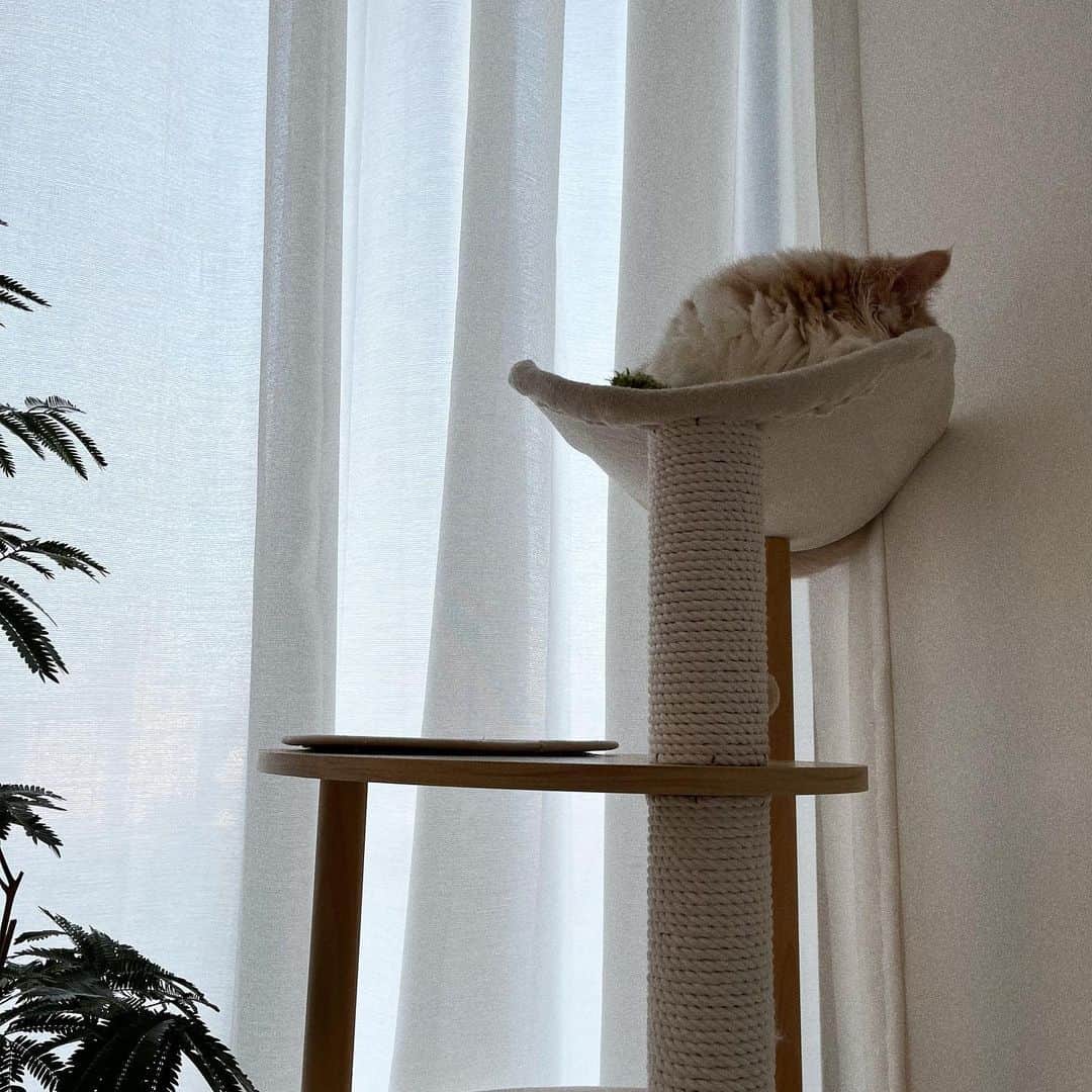 Yukiさんのインスタグラム写真 - (YukiInstagram)「🐈🪴 ㅤㅤㅤㅤㅤㅤㅤㅤㅤㅤㅤㅤㅤ 窓から外の景色が見える キャットタワーの1番上でお昼寝が定番に いつも隣には相棒 （私が最初にあげたぬいぐるみ） 毎日が愛おしい…🫶🏻🫶🏻🫶🏻 ㅤㅤㅤㅤㅤㅤㅤㅤㅤㅤㅤㅤㅤ #cat#catstagram#catlife#scottishfold#instacat」11月9日 22時07分 - yukii061