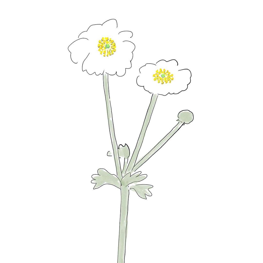 ハルペイのインスタグラム：「😊 近所に咲いていた花。 アネモネの種類かな？ つぼみもまんまるでかわいい❤️ 秋の花も楽しいね😙 一日中ぶらぶらスケッチしたいな✨ . #アネモネ #anemone #秋の花 #harupei#ハルペイ#doodle#draw#drawing#illustrator#illustration#japan#絵#雑貨#湘南#イラスト#イラストレーター#ゆるい」