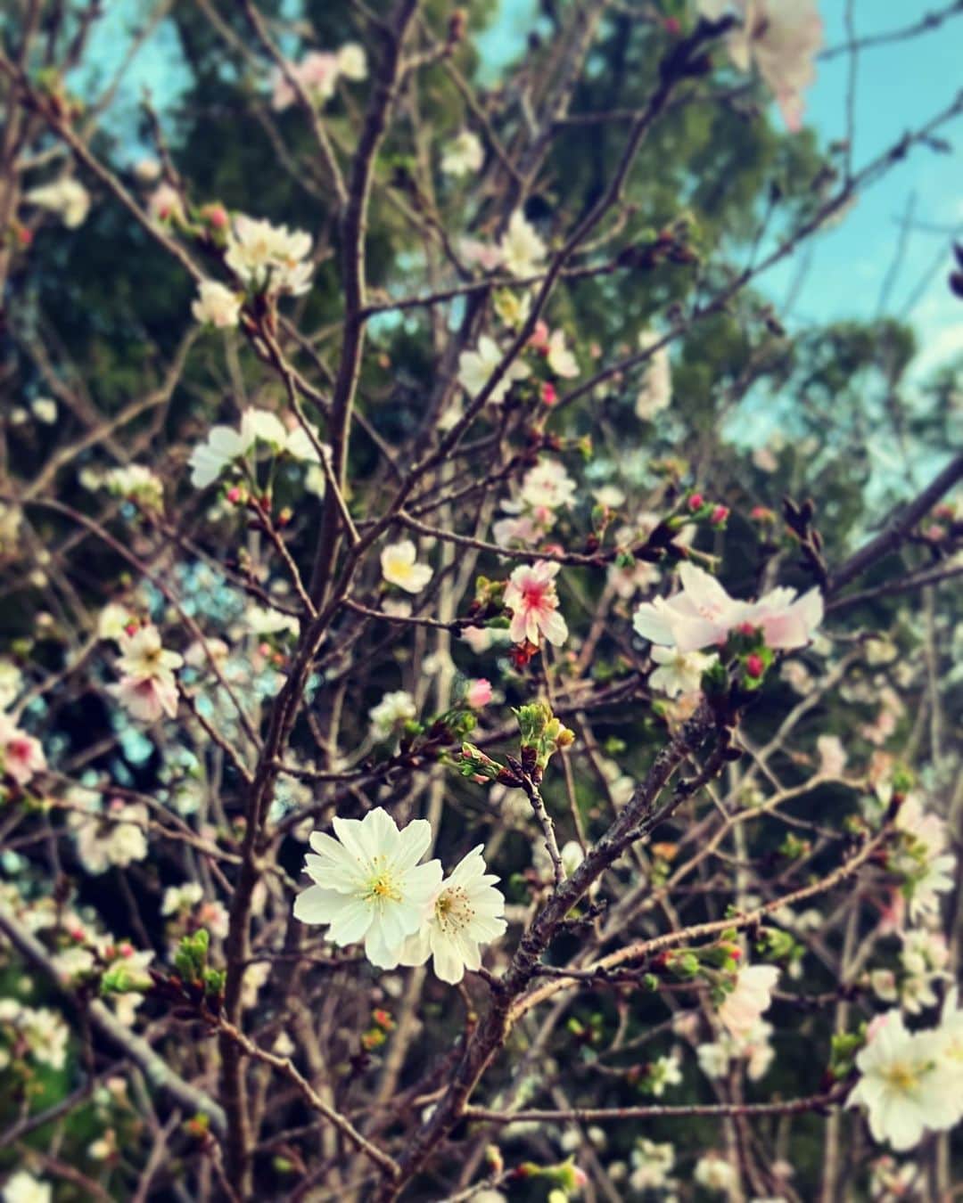 西田一紀さんのインスタグラム写真 - (西田一紀Instagram)「秋にも桜咲くんやね。」11月9日 22時31分 - kazukeith0529