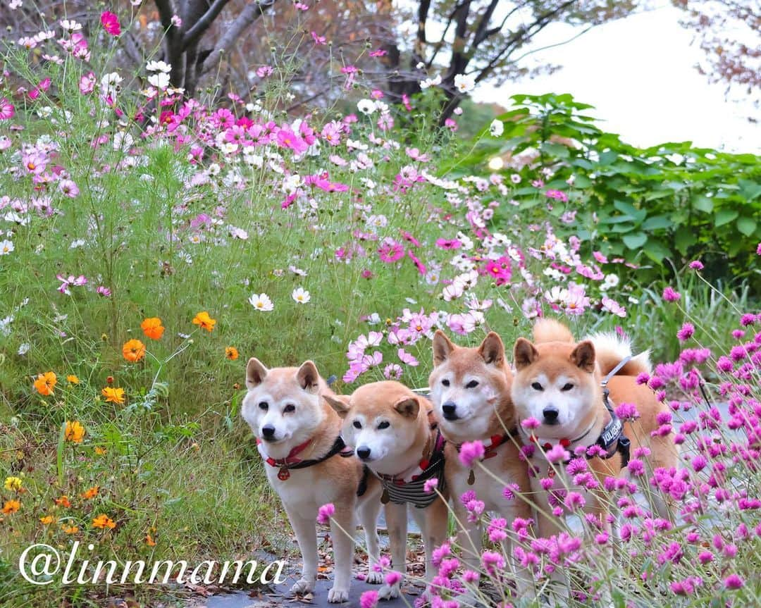 linnmamaのインスタグラム：「優しい色の花たち💐と〜①昨日、2回目の抗がん剤治療を受けた麗、今朝から制吐剤💊を服用していて吐き気はありませんが、食欲はやっぱり昨日までよりは落ちました😅〜でもみんなと一緒に散歩は行けました🐾〜②とはいえ、ひたすら体力温存で、散歩以外はずっと寝ています🥰〜早く元に戻れますように🙏〜きっといろいろ耐えている麗を応援したいと思います📣〜昨日の抗がん剤治療に温かい応援コメントをたくさんいただき、ありがとうございました😊〜とてもうれしかったです😍〜我が家でも麗を全力応援📣していきます❤️〜今できることを精一杯、それだけ❣️ ＊ ＊ ＊ #柴犬#dog #柴犬凜の勇気凜々every day  #多頭飼い  #shibastagram #my_eos_photo  #eosr6#eosr10 #ドッグフォトグラファーズ #iphone12#iphone12promax  #夕方散歩 #花活#写活  #戸田川緑地 #抗がん剤治療  #2024凜ファミリーカレンダー発売中  #プロフィール欄からどうぞ  #Amazon、楽天でも販売中」