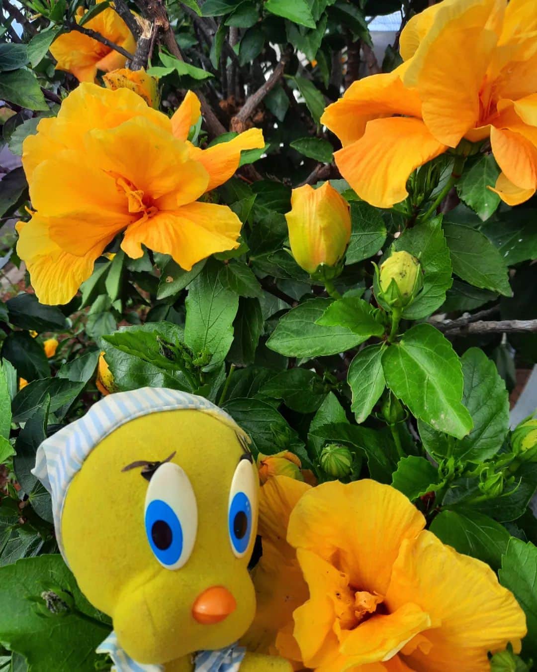 Little Yellow Birdのインスタグラム：「It's november, it's grey and rainy...we can all use some flower power from Madeira, me thinks!! #littleyellowbird #tweety #tweetykweelapis #adventures #yellow #bird #november #rain #rainydays #autumn #herfst #grijs #greyweather #flower #flowerpower #madeira #colour #stuffedanimalsofinstagram #plushiesofinstagram」