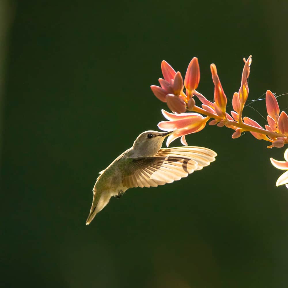 ナショナルジオグラフィックのインスタグラム：「Photo by @timlaman | A Costa’s hummingbird feeds at a hesperaloe flower in California’s Coachella Valley.  To capture a shot like this, I took advantage of the hummingbird's "trapline" behavior—they routinely travel around their territory visiting all the flowers producing nectar at intervals, allowing the plant to refill them. Once I had spotted these flowers and had seen a hummingbird there, I positioned myself to take advantage of the backlighting, set my exposure, and then just waited for the hummingbird to come back. In less than an hour, it did, and my efforts were rewarded. Follow me @timlaman to learn more about how I have captured my favorite bird photos.」