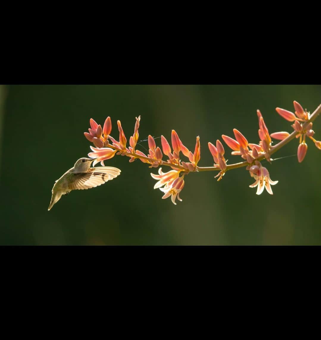 ナショナルジオグラフィックさんのインスタグラム写真 - (ナショナルジオグラフィックInstagram)「Photo by @timlaman | A Costa’s hummingbird feeds at a hesperaloe flower in California’s Coachella Valley.  To capture a shot like this, I took advantage of the hummingbird's "trapline" behavior—they routinely travel around their territory visiting all the flowers producing nectar at intervals, allowing the plant to refill them. Once I had spotted these flowers and had seen a hummingbird there, I positioned myself to take advantage of the backlighting, set my exposure, and then just waited for the hummingbird to come back. In less than an hour, it did, and my efforts were rewarded. Follow me @timlaman to learn more about how I have captured my favorite bird photos.」11月9日 23時00分 - natgeo