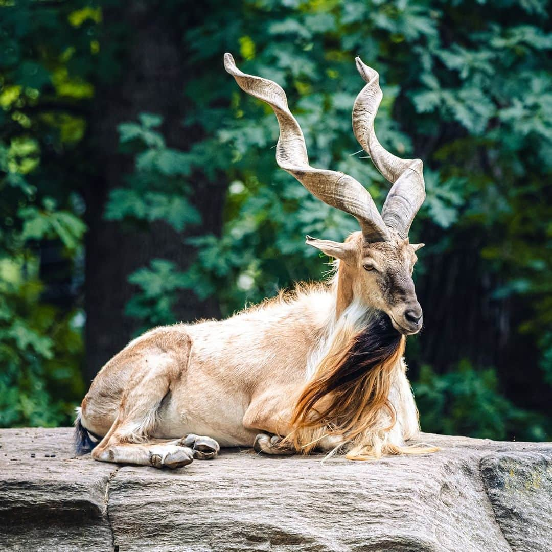 アニマルプラネットさんのインスタグラム写真 - (アニマルプラネットInstagram)「How's your goat-ee coming? 🐐  Every month is #NoShaveNovember for the majestic markhor #goat.  #goatestofalltime」11月9日 23時01分 - animalplanet